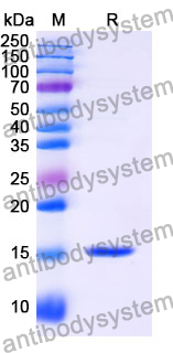 Anti-Human MLANA Nanobody (SAA1259)