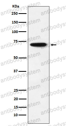 Anti-NRF1 Antibody (R2H39)