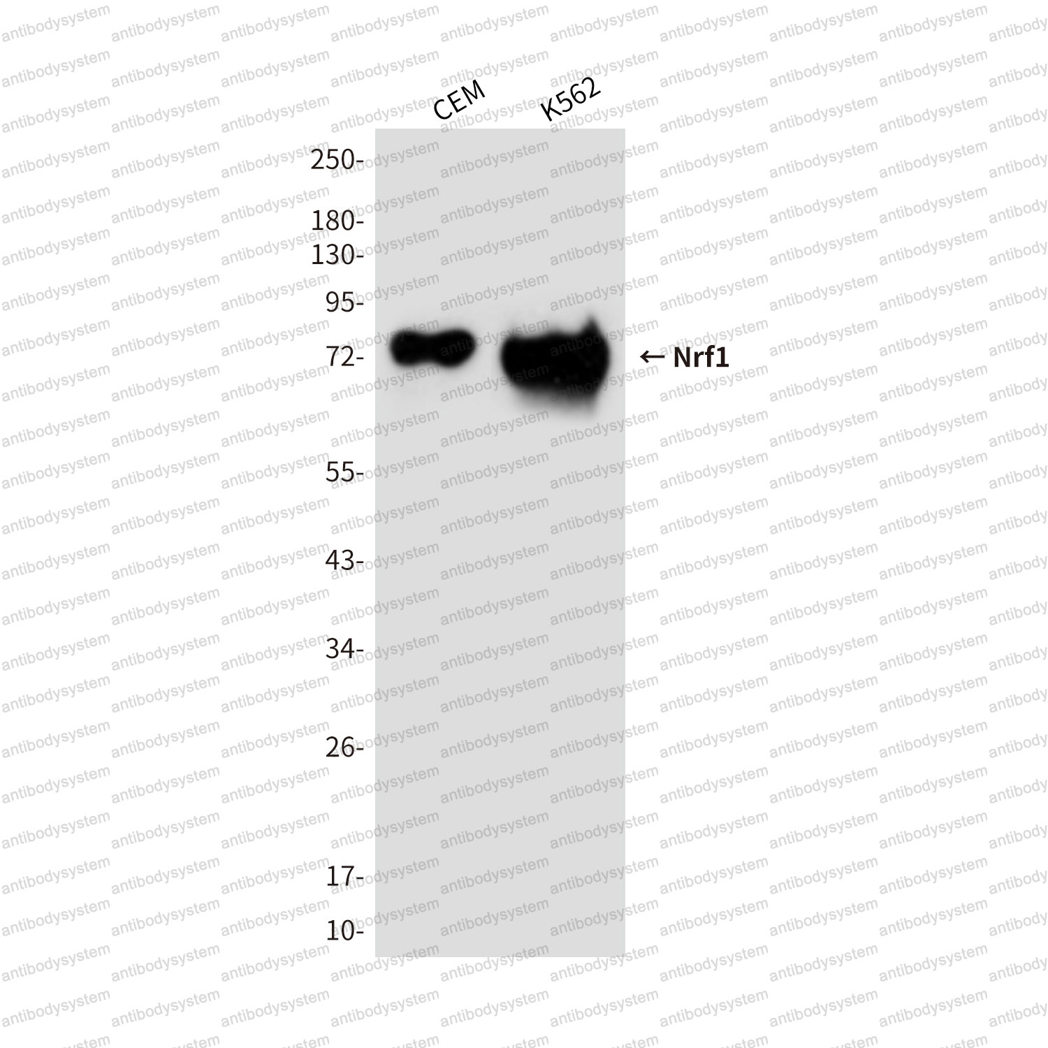 Anti-NRF1 Antibody (R3U47)