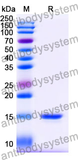 Anti-Human HIF1A Nanobody (SAA1239)