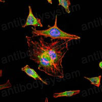 Anti-HIF1A Antibody (R3U50)