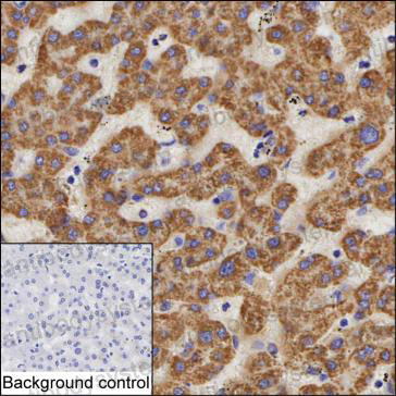 Anti-DECR1 Antibody (R3U52)