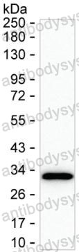 Anti-HAGH Antibody (R3U55)