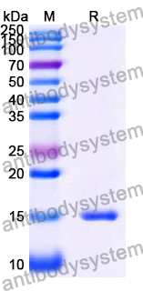 Anti-Human CD167b/DDR2 Nanobody (SAA0978)