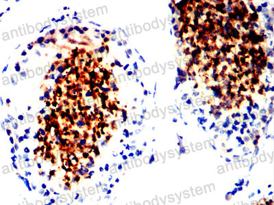 Anti-IZUMO4 Antibody (R3U66)