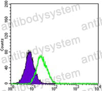 Anti-ABCB5 Antibody (R3U70)