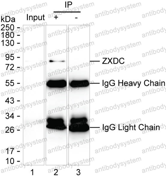 Anti-ZXDC Antibody (R3U72)