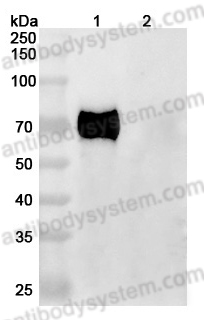 Anti-Human GFRAL Antibody (SAA1999)