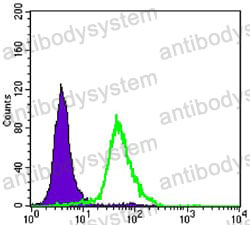 Anti-CRTC2 Antibody (R3U85)