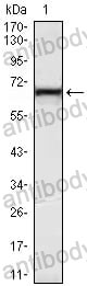 Anti-KLHL12 Antibody (R3U89)