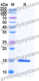 Anti-Human IL23R Nanobody (SAA1299)