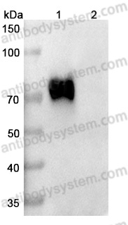 Anti-Human CD276/B7-H3 Antibody (SAA2010)