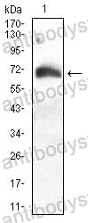 Anti-ATG16L1 Antibody (R3U96)