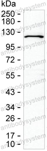 Anti-CDw12/WDR59 Antibody (R3V01)