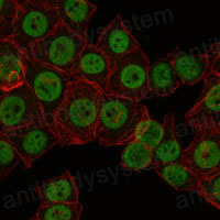 Anti-CRTC3 Antibody (R3V05)