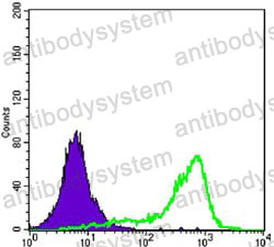 Anti-CRTC1 Antibody (R3V06)