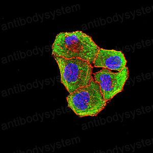 Anti-CD272/BTLA Antibody (R3V20)