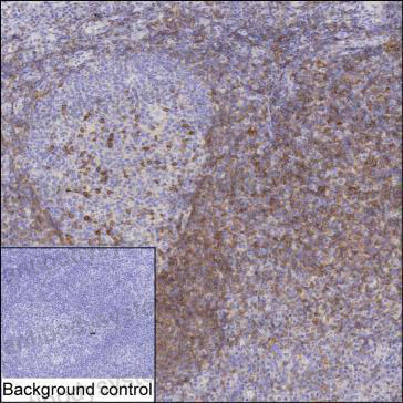 Anti-CD272/BTLA Antibody (R3V23)