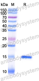 Anti-Human KLB/Beta-klotho Nanobody (SAA1184)