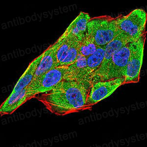 Anti-IL28A/IFNL2 Antibody (R3V33)