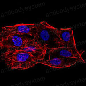 Anti-SIRT6 Antibody (R3V39)