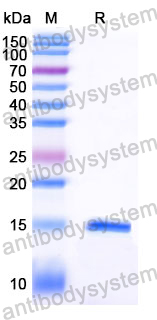 Anti-Human PCSK9 Nanobody (SAA1344)