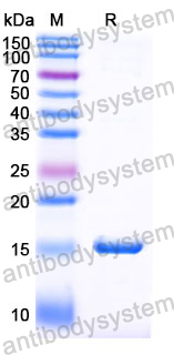 Anti-Human PCSK9 Nanobody (SAA0995)