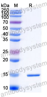 Anti-Human CD366/HAVCR2/TIM-3 Nanobody (SAA1348)