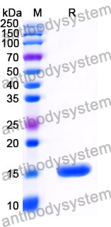 Anti-Human MUC16/CA125 Nanobody (SAA1355)