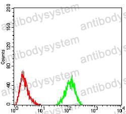Anti-RAD50 Antibody (R3V64)