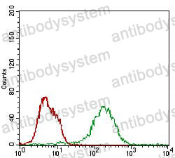 Anti-BAD Antibody (R3V65)