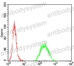 Anti-KAT5/TIP60 Antibody (R3V67)