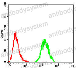 Anti-USP7 Antibody (R3V70)