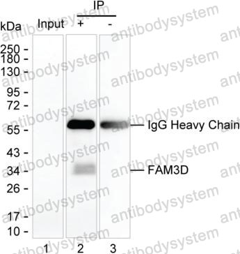 Anti-FAM3D Antibody (R3V75)