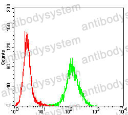 Anti-OTUB2 Antibody (R3V78)