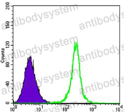 Anti-SIRT1 Antibody (R3V82)