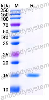 Anti-Human CD217/IL17RA Nanobody (SAA1266)