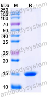 Anti-Human CPB2 Nanobody (SAA1167)