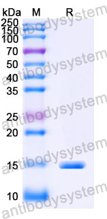 Anti-Human CPB2 Nanobody (SAA1017)