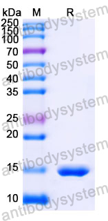 Anti-Human CPB2 Nanobody (SAA1018)