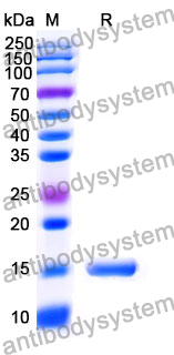 Anti-Human CPB2 Nanobody (SAA1041)