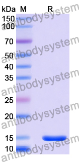 Anti-Human CPB2/TAFI Nanobody (11A4)