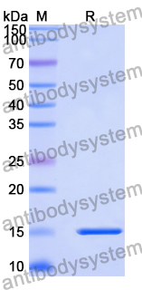 Anti-Human CD268/BAFFR Nanobody (SAA2053)