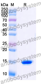 Anti-Human CD114/CSF3R Nanobody (SAA1247)