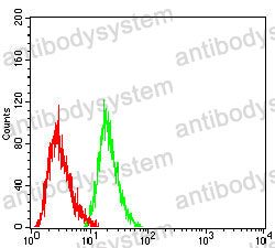 Anti-CDX2 Antibody (R3W01)