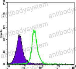 Anti-SMAD5 Antibody (R3W07)