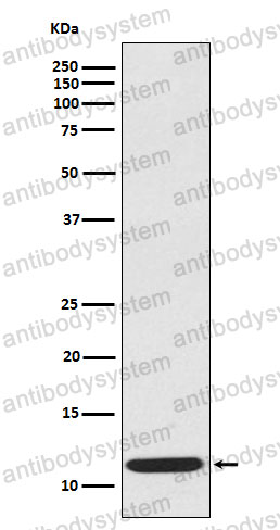 Anti-CCL19/MIP-3-beta Antibody (R1A64)