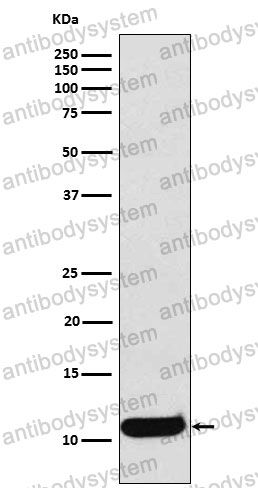 Anti-CCL19/MIP-3-beta Antibody (R2J89)