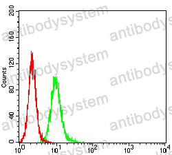 Anti-APBA2 Antibody (R3W08)