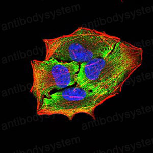 Anti-APBA2 Antibody (R3W09)